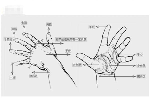 【广州画室人物速写教程】不要把手画得像鸡爪一样了,04