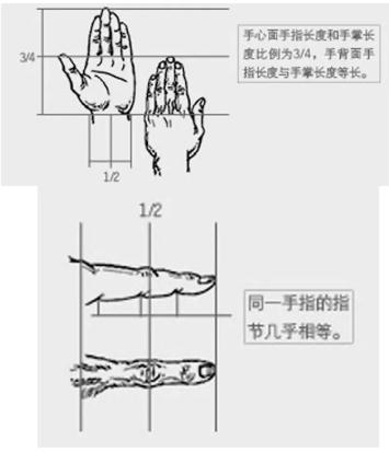 【广州画室人物速写教程】不要把手画得像鸡爪一样了,07